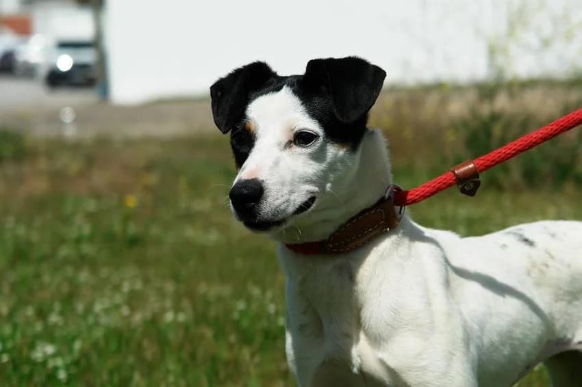 Betsy, female Mixed Breed for adoption at Hundehilfe Portugal, Speyer
