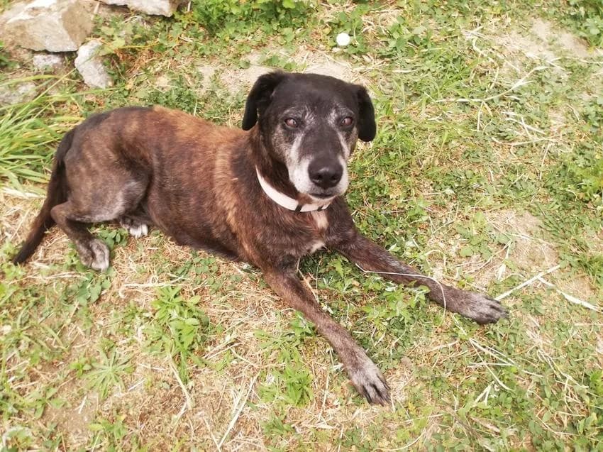 Bill, male senior Mixed Breed for adoption at Hundehilfe Portugal, Speyer