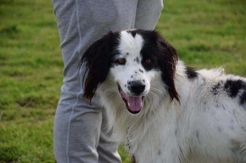 Bradley, male 3yo Mixed Breed for adoption at Hundehilfe Portugal, Speyer