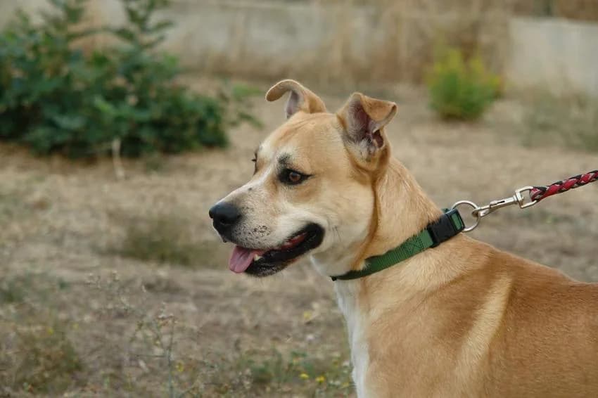 Cacau, male young Mixed Breed for adoption at Hundehilfe Portugal, Speyer