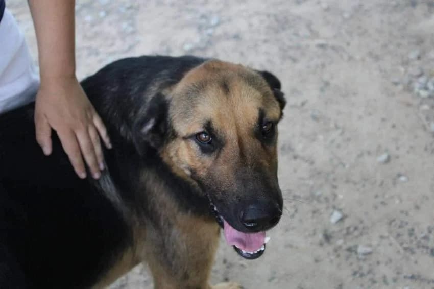 Catatau, male young Mixed Breed for adoption at Hundehilfe Portugal, Speyer