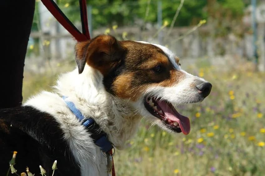 Charlie, male 4yo Mixed Breed for adoption at Hundehilfe Portugal, Speyer