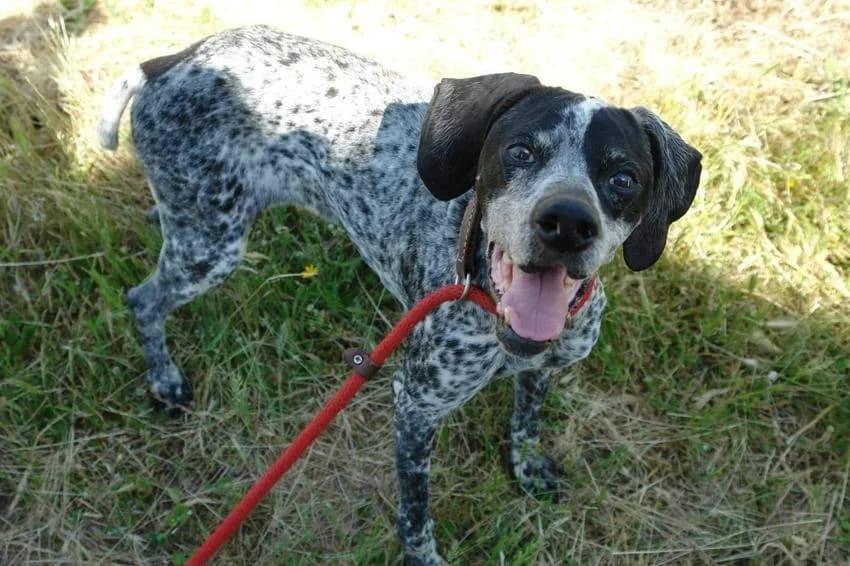 Dutchess, female senior Pointer for adoption at Hundehilfe Portugal, Speyer