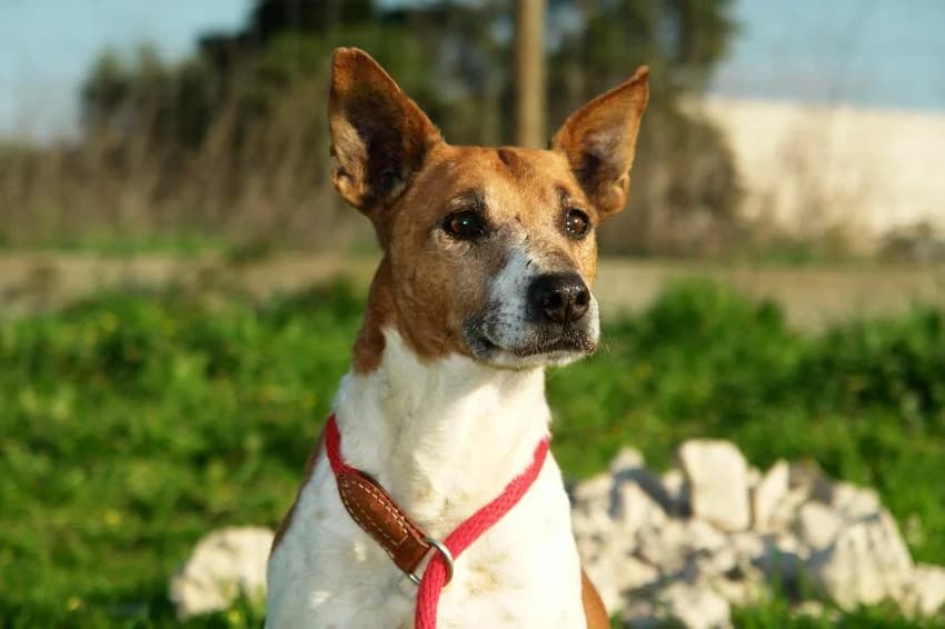 Eddie, male senior Jack Russell Terrier for adoption at Hundehilfe Portugal, Speyer