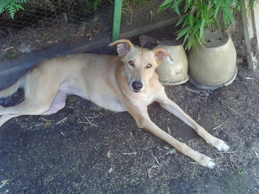 Elli, weiß female 7yo Galgo Español for adoption at Hundehilfe Portugal, Speyer