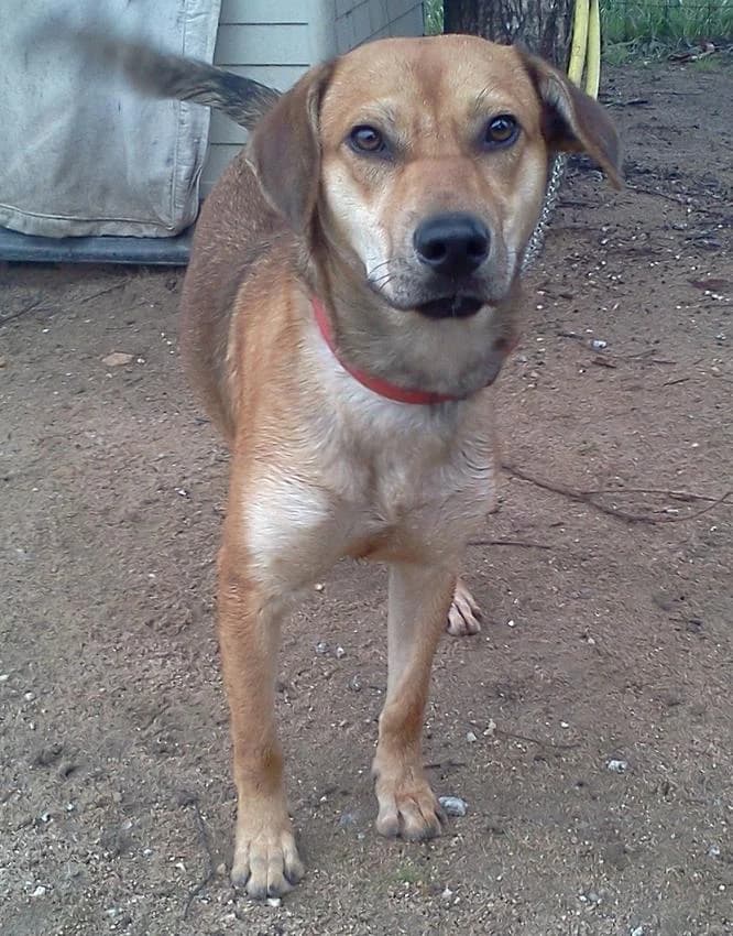 Enzo, male senior Mixed Breed for adoption at Hundehilfe Portugal, Speyer