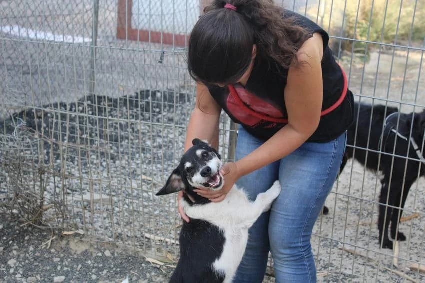 Francis, male 5yo Mixed Breed for adoption at Hundehilfe Portugal, Speyer