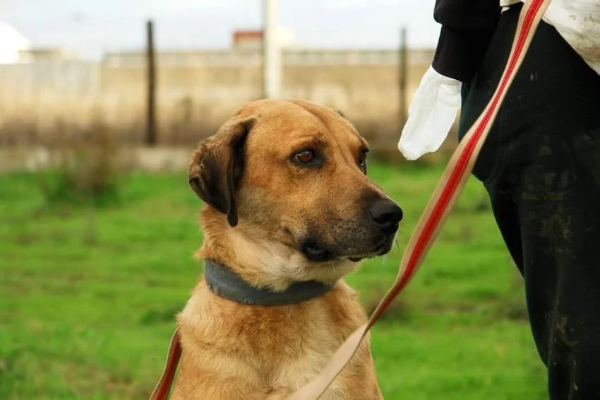 Francisco, male 7yo Mixed Breed for adoption at Hundehilfe Portugal, Speyer
