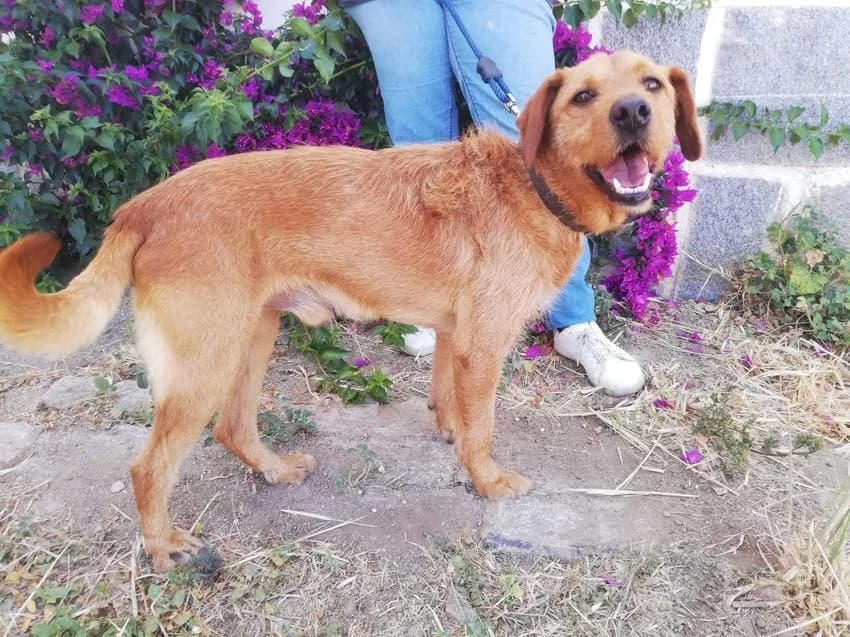 Fudge, male 5yo Mixed Breed for adoption at Hundehilfe Portugal, Speyer