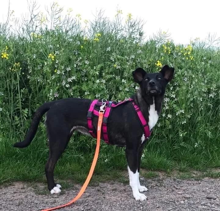 Hazel, female young Mixed Breed for adoption at Hundehilfe Portugal, Speyer
