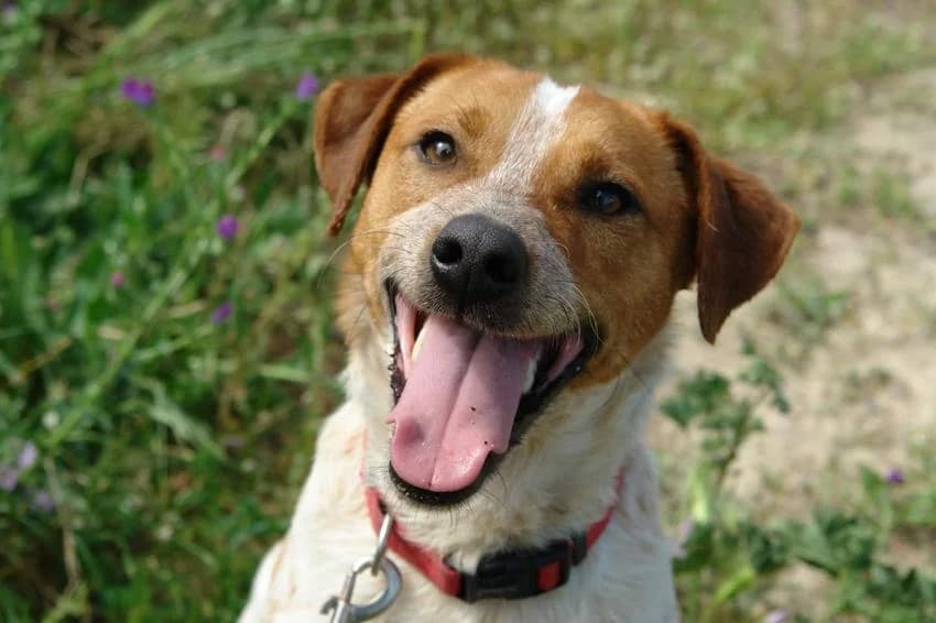 Henry, male young Brittany Spaniel for adoption at Hundehilfe Portugal, Speyer