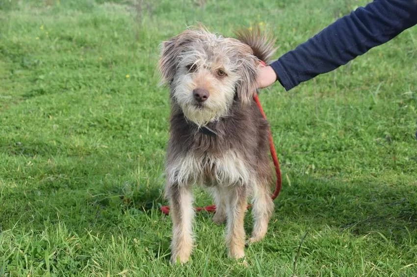 Joãozinho, male young Mixed Breed for adoption at Hundehilfe Portugal, Speyer