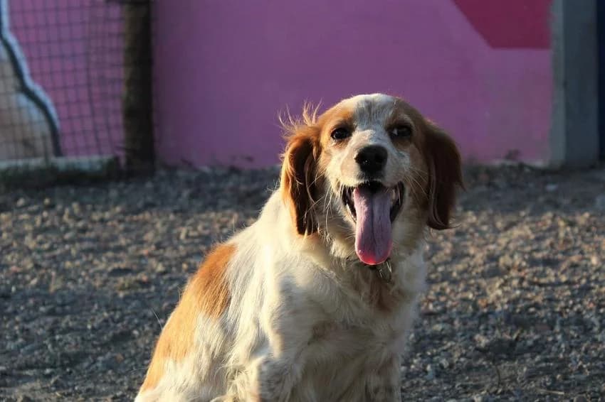 Kira, female 5yo Brittany Spaniel for adoption at Hundehilfe Portugal, Speyer