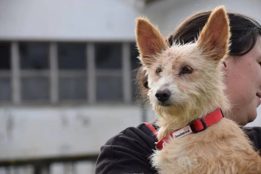 Lady, female senior mixed breed for adoption at Hundehilfe Portugal, Speyer