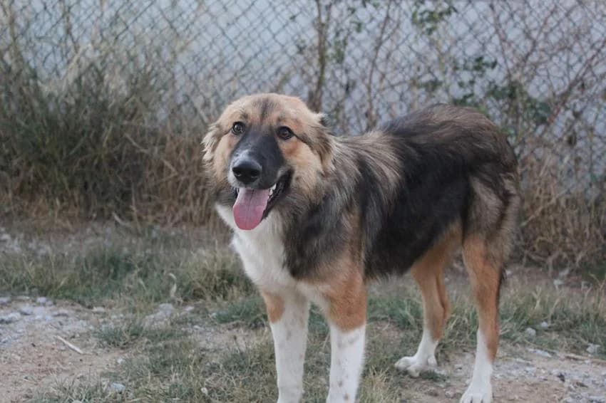 Lassie, female young Mixed Breed for adoption at Hundehilfe Portugal, Speyer