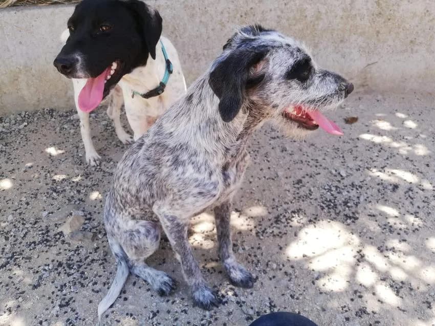 Lizzie, female puppy Mixed Breed for adoption at Hundehilfe Portugal, Speyer