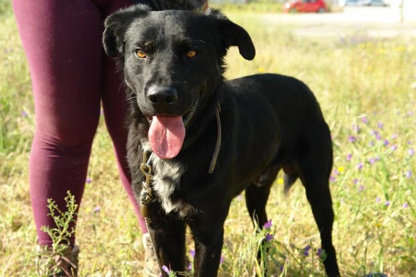 Lucas, male young Mixed Breed for adoption at Hundehilfe Portugal, Speyer