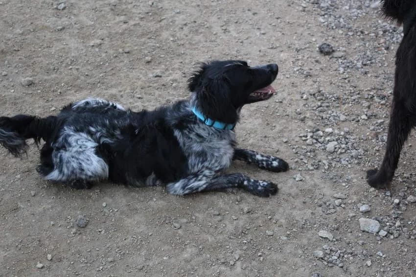 Luke, male 6yo Mixed Breed for adoption at Hundehilfe Portugal, Speyer