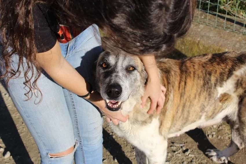 Maisel, female 7yo Rafeiro do Alentejo for adoption at Hundehilfe Portugal, Speyer