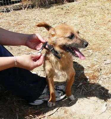 Mamon, male 3yo Mixed Breed for adoption at Hundehilfe Portugal, Speyer