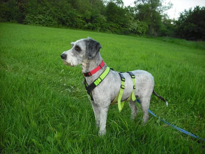 Mancho, male young Mixed Breed for adoption at Hundehilfe Portugal, Speyer