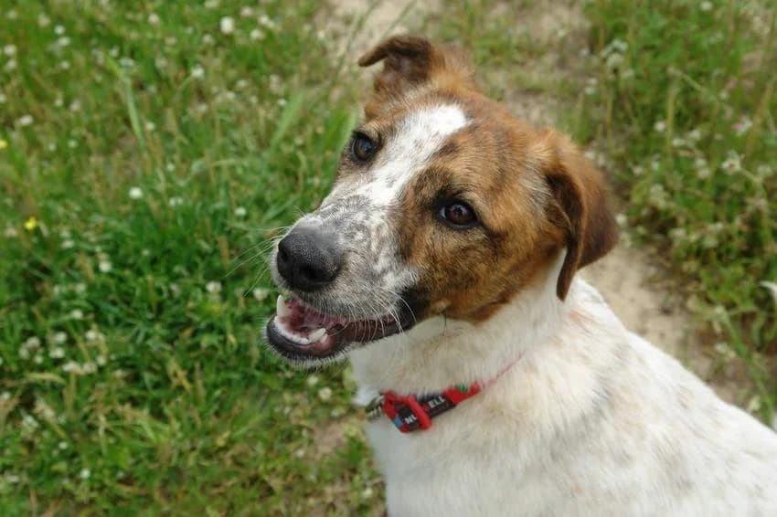 Maya, female Mixed Breed for adoption at Hundehilfe Portugal, Speyer