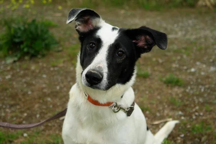 Mina, female young Mixed Breed for adoption at Hundehilfe Portugal, Speyer