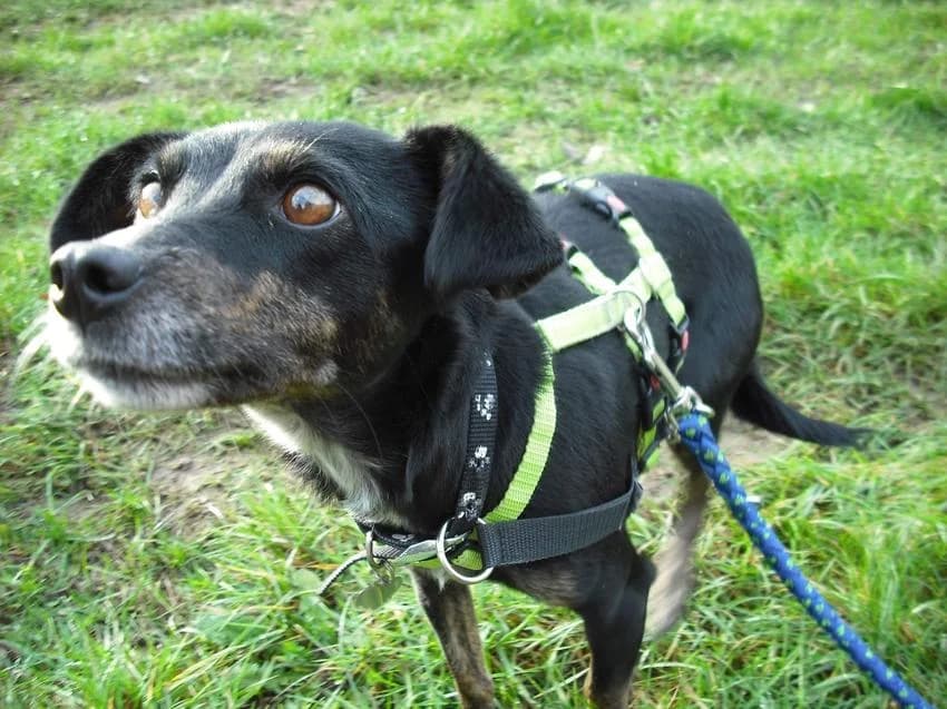 Molly, female 3yo Mixed Breed for adoption at Hundehilfe Portugal, Speyer