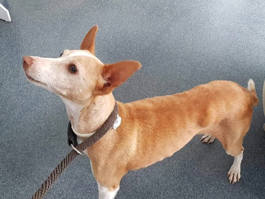 Nêspera, female 3yo Mixed Breed for adoption at Hundehilfe Portugal, Speyer