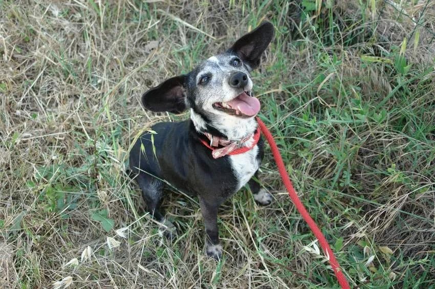 Nina, female senior Mixed Breed for adoption at Hundehilfe Portugal, Speyer