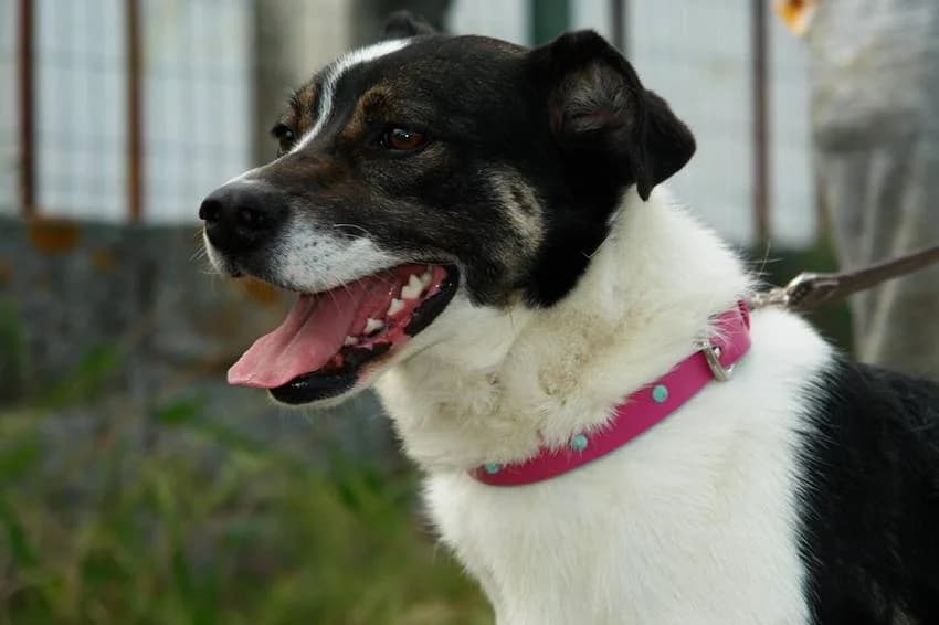 Nutella, female young Mixed Breed for adoption at Hundehilfe Portugal, Speyer