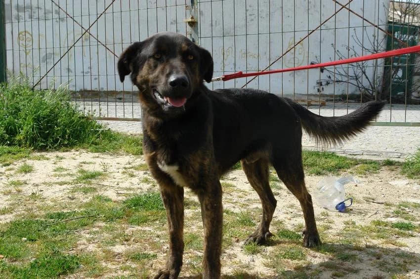 Oscar, male young Mixed Breed for adoption at Hundehilfe Portugal, Speyer