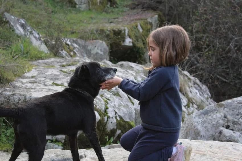 Pantufa, male senior Mixed Breed for adoption at Hundehilfe Portugal, Speyer
