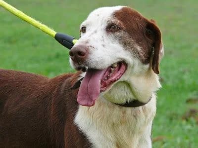 Patolas, male senior Mixed Breed for adoption at Hundehilfe Portugal, Speyer