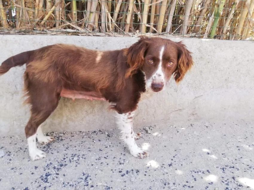 Penny, female 7yo Brittany Spaniel for adoption at Hundehilfe Portugal, Speyer