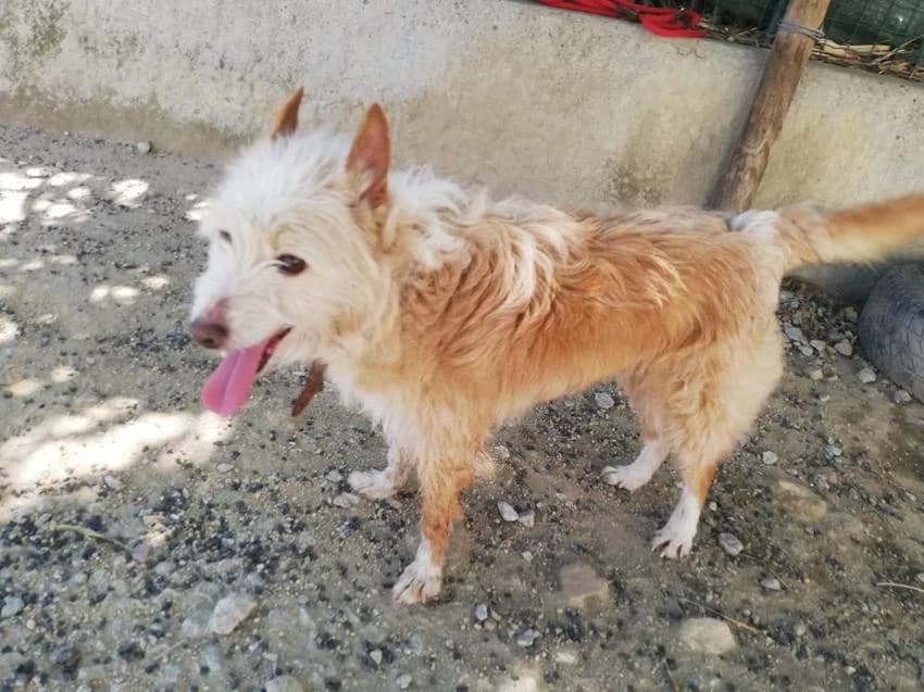 Phoebe, female senior Mixed Breed for adoption at Hundehilfe Portugal, Speyer