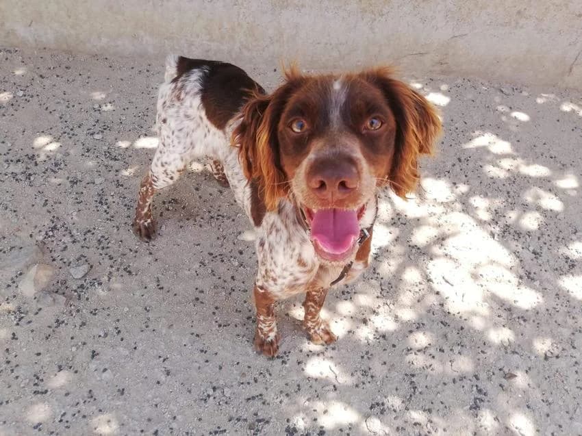 Primavera, female young Brittany Spaniel for adoption at Hundehilfe Portugal, Speyer