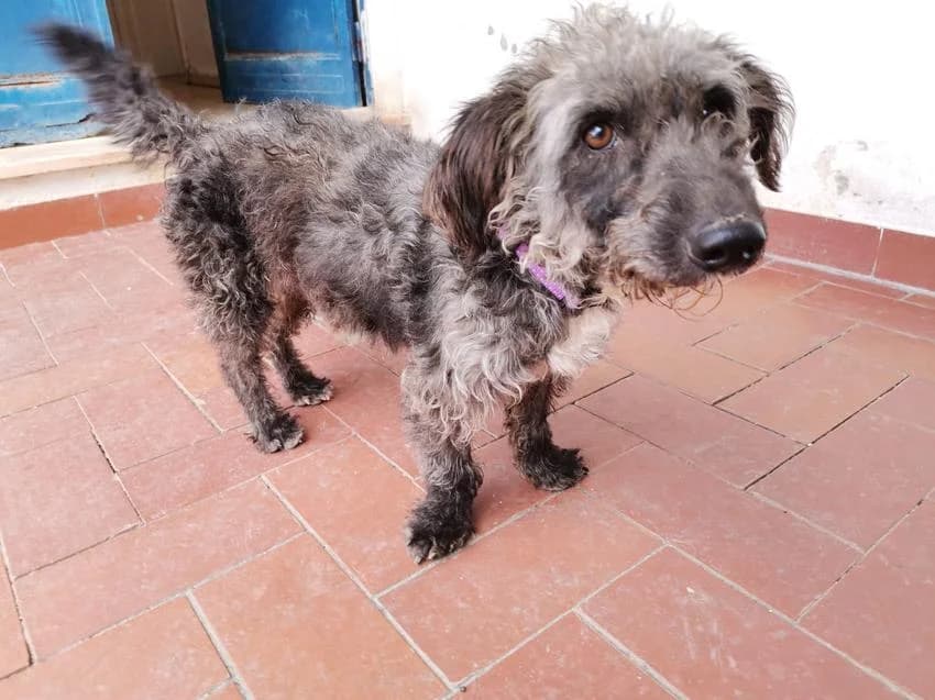 Quincas, male 3yo Mixed Breed for adoption at Hundehilfe Portugal, Speyer