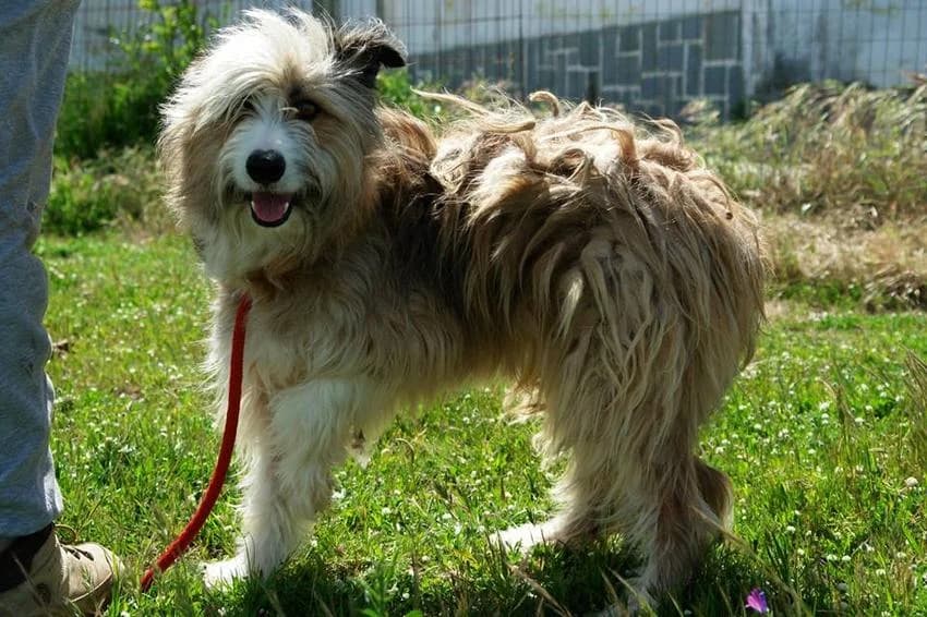 Rafa, male young Mixed Breed for adoption at Hundehilfe Portugal, Speyer