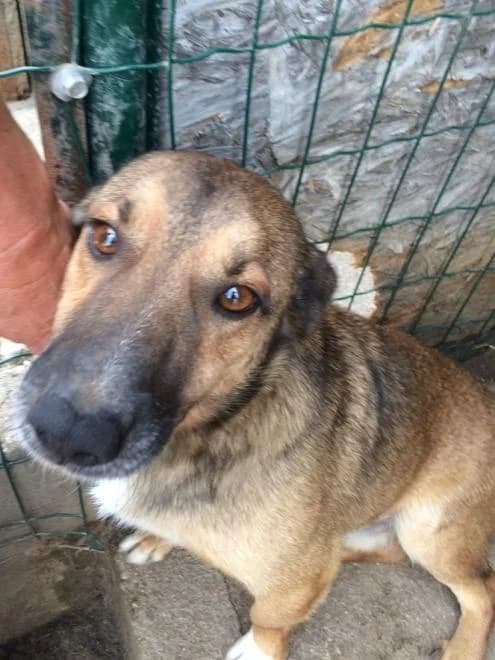 Rex, male 6yo Mixed Breed for adoption at Hundehilfe Portugal, Speyer