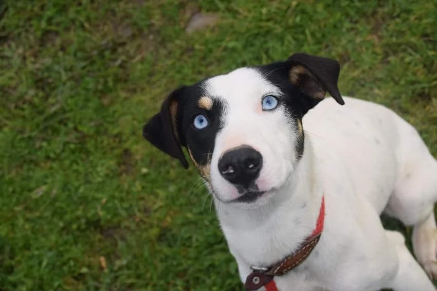 Rey, female young Mixed Breed for adoption at Hundehilfe Portugal, Speyer