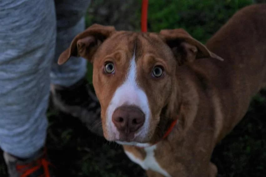 Rick, male Mixed Breed for adoption at Hundehilfe Portugal, Speyer