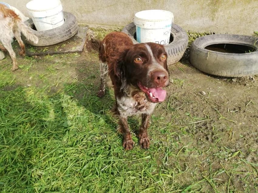 Ricky, male young Mixed Breed for adoption at Hundehilfe Portugal, Speyer