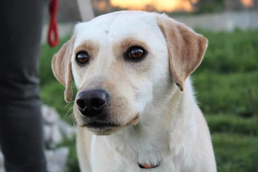 Robin, male young Mixed Breed for adoption at Hundehilfe Portugal, Speyer