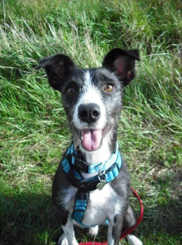 Rocky, male young Mixed Breed for adoption at Hundehilfe Portugal, Speyer