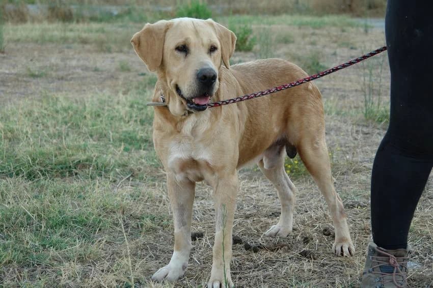 Lucas, male 5yo Mixed Breed for adoption at Hundehilfe Portugal, Speyer