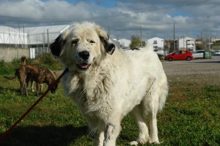 Sansa, female 5yo Mixed Breed for adoption at Hundehilfe Portugal, Speyer