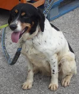 Shakira, female senior Mixed Breed for adoption at Hundehilfe Portugal, Speyer