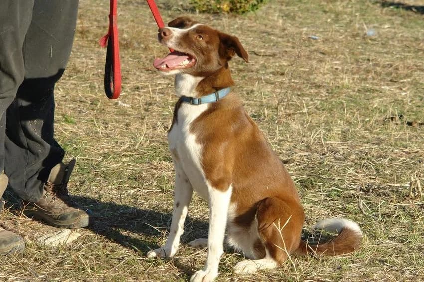 Snoopy, male 4yo Mixed Breed for adoption at Hundehilfe Portugal, Speyer