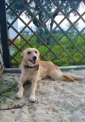 Sofia, female young Mixed Breed for adoption at Hundehilfe Portugal, Speyer